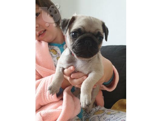 Διαθέσιμα κουτάβια PUG
